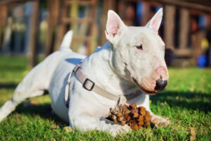 Leia mais sobre o artigo Bull Terrier: Características, Cuidados e Saúde