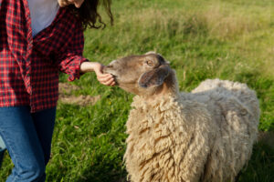 Leia mais sobre o artigo Quais são os segredos para ganhar dinheiro com criação de ovelhas