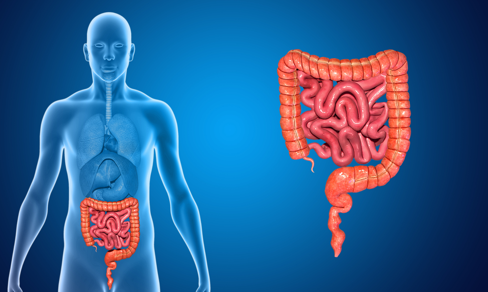 A importância da saúde intestinal para o bem-estar geral 2 intestino