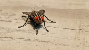 O que diminui moscas em casa? Veja medidas eficazes para controlar e prevenir infestações 9 diminui moscas em casa